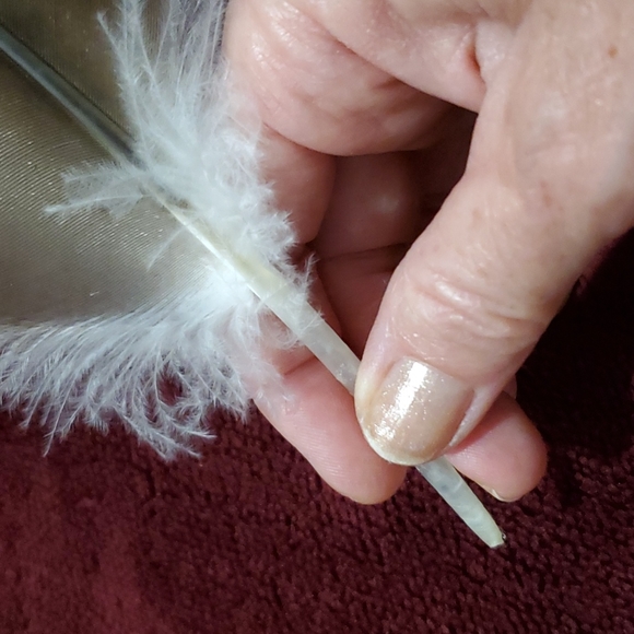 FOUND -- BIG Feather 11½ inch BEAUTIFUL Pheasant Bird Odd Decor Nature Outside - Picture 8 of 12